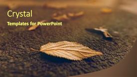  Presentation with golden light - Slides featuring closeup-photo-of-a-golden background and a tawny brown colored foreground