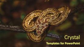  Presentation with costa rica - Presentation design having closeup-photo-of-a-yellow background and a wine colored foreground