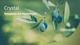  Presentation with olive tree - PPT theme consisting of closeup-photo-of-an-olive background and a seafoam green colored foreground