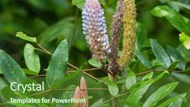 Presentation with singapore - PPT theme having closeup photo of asian foxtail flower in pink purple uraria crinita in the garden in singapore background and a tawny brown colored foreground
