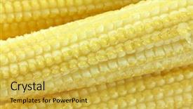  Presentation with corn - Presentation theme consisting of closeup photo of baby corn known as candle corn background and a yellow colored foreground