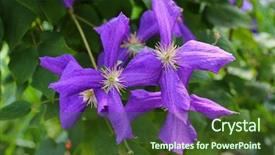  Presentation with clematis - Amazing slide deck having closeup photo of clematis viticella backdrop and a tawny brown colored foreground