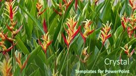  Presentation with singapore - Slides with closeup photo of colorful heliconia psittacorum yellow red flowers in the garden in singapore costus speciosus background and a tawny brown colored foreground