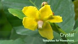  Presentation with singapore - Presentation with closeup photo of dillenia flower in yellow dillenia ovata wall ex hook f thomson in the garden in singapore background and a ocean colored foreground