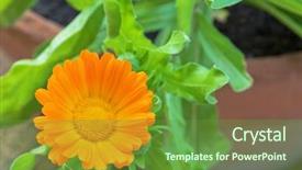  Presentation with color orange - PPT layouts consisting of closeup-photo-of-english-marigold background and a tawny brown colored foreground