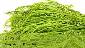  Presentation with thorns - Beautiful presentation theme featuring closeup photo of fresh acacia - thai african vegetable named thorntrees whistling thorns wattles isolated on white background backdrop and a gold colored foreground