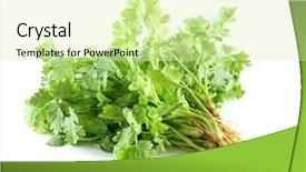  Presentation with photo - Theme enhanced with closeup photo of fresh coriander background and a soft green colored foreground