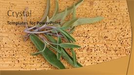  Presentation with sage - Audience pleasing slide set consisting of closeup photo of freshly picked sage leaves twigs on a wooden background backdrop and a gold colored foreground