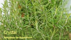  Presentation with grown - Presentation design with closeup photo of herbal plant background and a tawny brown colored foreground