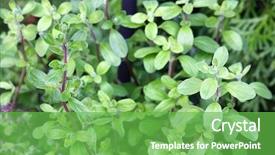  Presentation with oregano - Presentation theme consisting of closeup photo of home grown wild marjoram oregano in the garden in europe background and a seafoam green colored foreground
