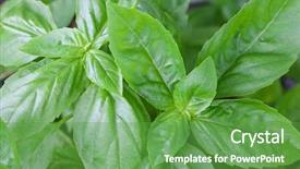  Presentation with sweet basil - Colorful slide deck enhanced with closeup photo of home grown italian basil known as sweet basil in the garden backdrop and a tawny brown colored foreground