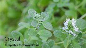 Presentation with home garden - Cool new PPT theme with closeup photo of home grown backdrop and a seafoam green colored foreground