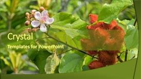  Presentation with pink flowers - Audience pleasing PPT theme consisting of pods in red bixa orellana backdrop and a tawny brown colored foreground