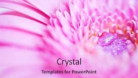  Presentation with gerbera daisy - Amazing PPT theme having closeup photo of pink daisy backdrop and a lavender colored foreground