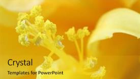  Presentation with pollen grains - Amazing presentation having closeup-photo-of-pollen-grains backdrop and a gold colored foreground