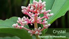  Presentation with rose flower - Cool new PPT layouts with closeup-photo-of-rose-grape backdrop and a tawny brown colored foreground
