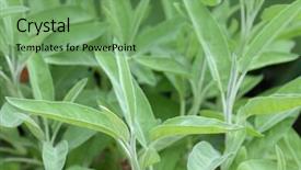  Presentation with sage plant - Presentation design with closeup photo of sage plant in the garden in europe background and a seafoam green colored foreground