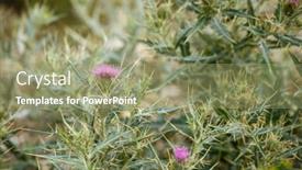  Presentation with thistle - Beautiful slide deck featuring closeup photo of thistle in summer backdrop and a mint green colored foreground