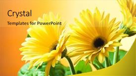 Presentation with gerbera daisy - Audience pleasing PPT theme consisting of  backdrop and a  colored foreground