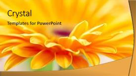  Presentation with gerbera daisy - Slides with closeup photo of yellow daisy background and a light gray colored foreground