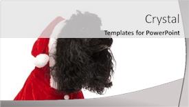  Presentation with poodle - Colorful PPT theme enhanced with closeup picture of a black poodle wearing santa claus costume and looks to side on white background backdrop and a light gray colored foreground