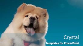  Presentation with cute christmas pug puppy dog - Cool new presentation with closeup picture of a cute chow chow puppy dog wearing red bowtie with mouth open against blue sky backdrop and a teal colored foreground
