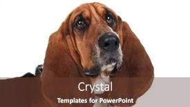  Presentation with basset hound - Presentation theme consisting of closeup picture of a cute basset hound on white background background and a tawny brown colored foreground