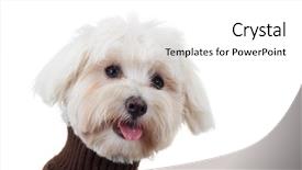  Presentation with puppy - Colorful slide deck enhanced with closeup picture of a funny backdrop and a  colored foreground