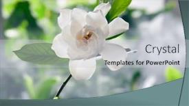  Presentation with jasmine - Presentation design consisting of closeup-picture-of-beautiful-white background and a light gray colored foreground