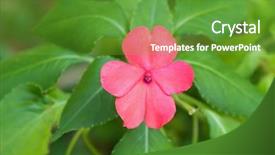  Presentation with drawing of pink lotus flower - Colorful PPT layouts enhanced with closeup pink impatiens flower growing backdrop and a tawny brown colored foreground