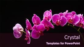  Presentation with orchid - Colorful slide deck enhanced with closeup-pink-orchid-flower-branch backdrop and a wine colored foreground