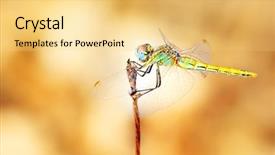  Presentation with dragonfly - Slides enhanced with closeup portrait of a beautiful background and a blonde colored foreground