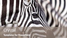  Presentation with kenya - Presentation design having closeup-portrait-of-a-plains background and a gray colored foreground