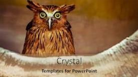  Presentation with wind energy close up portrait - PPT layouts featuring an owl at night background and a coral colored foreground