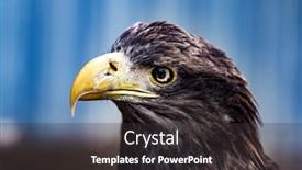  Presentation with eagle - Cool new PPT layouts with closeup-portrait-of-beautiful-golden backdrop and a dark gray colored foreground