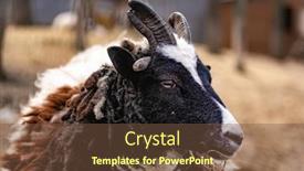  Presentation with wind energy close up portrait - Colorful presentation design enhanced with closeup-portrait-of-fluffy-cute backdrop and a tawny brown colored foreground