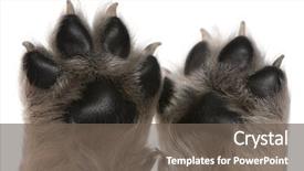 Presentation with old fashioned black and white - Slides having up of puppy's paws background and a gray colored foreground
