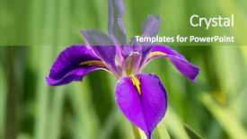  Presentation with iris flower yellow - Theme with closeup purple iris flower background and a seafoam green colored foreground