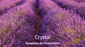  Presentation with nature purple - Beautiful presentation featuring closeup purple lavender field blooming backdrop and a violet colored foreground