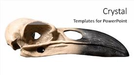  Presentation with raven - Cool new PPT layouts with closeup raven skull isolated white backdrop and a white colored foreground