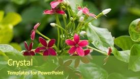  Presentation with china in red on political - Colorful PPT theme enhanced with closeup red flower of chinese backdrop and a tawny brown colored foreground