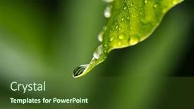  Presentation with green leaf water drops - PPT layouts enhanced with closeup-shot-of-a-water background and a tawny brown colored foreground
