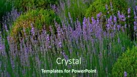  Presentation with lavender flowers - Slides consisting of closeup-shot-of-lavender-flowers background and a tawny brown colored foreground