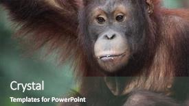  Presentation with monkey - Slides with closeup shot of monkey background and a gray colored foreground