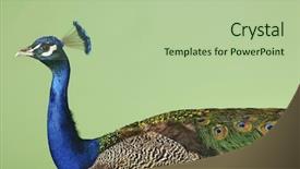  Presentation with peacock - PPT layouts consisting of closeup side view of a beautiful cropped peacock against green background background and a mint green colored foreground