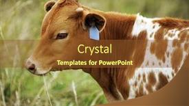  Presentation with texas - Theme with baby cows - closeup silhouette of a brown background and a tawny brown colored foreground