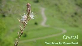  Presentation with blurred flowers - Presentation design featuring closeup spike of wild flowers on background blurred winding dirt road on green meadow of nebrodi park sicily background and a tawny brown colored foreground