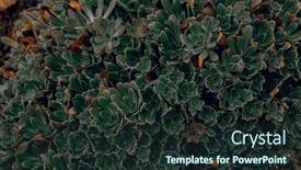  Presentation with succulent - Presentation theme consisting of closeup-succulent-plants-natural-background background and a tawny brown colored foreground