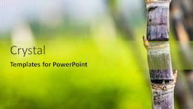  Presentation with sugar cane - Audience pleasing theme consisting of closeup-sugar-cane-in-field backdrop and a yellow colored foreground