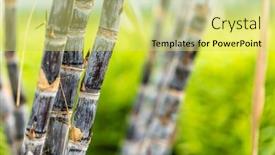  Presentation with sugar cane - PPT layouts featuring closeup-sugar-cane-in-field background and a yellow colored foreground